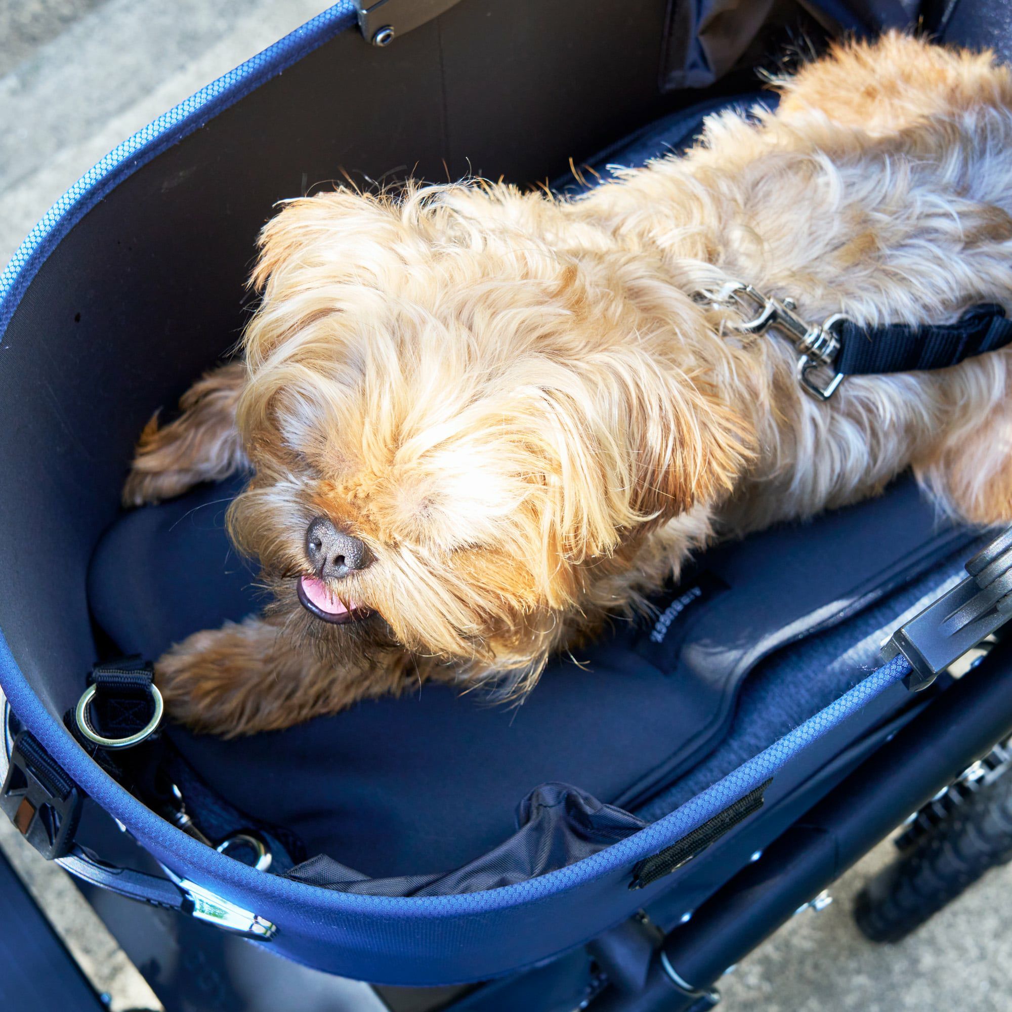 エアバギー　for DOG サイズM ペット用クールクッション | エアバギー公式オンラインストア[AIRBUGGY